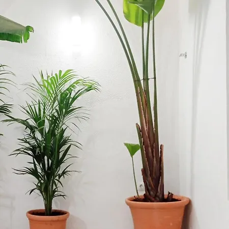 Apartman La Lola Y Ole