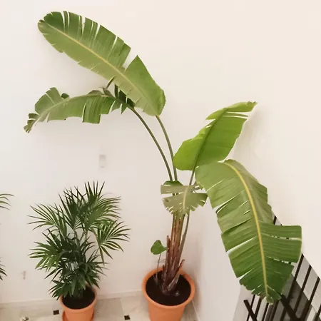 La Lola Y Ole Apartman *
